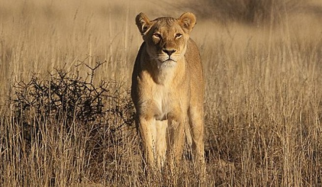 Löwin in der Kalahari auf Grenzpatrouille zwischen Südafrika und Botswana