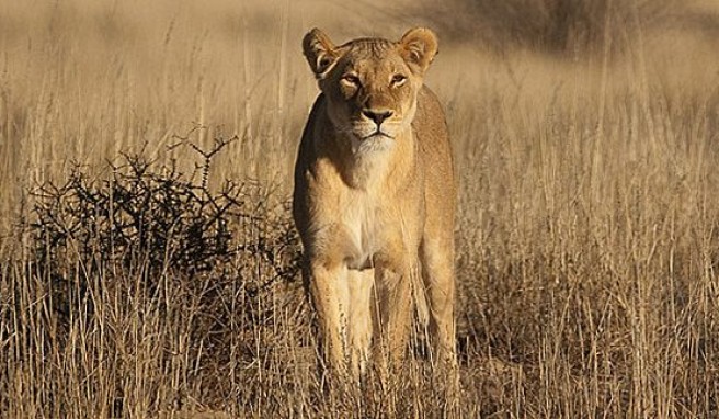 Löwin in der Kalahari auf Grenzpatrouille zwischen Südafrika und Botswana##Foto: Flickr.com, Pavel Tcholakov Löwin in der Kalahari auf Grenzpatrouille zwischen Südafrika und Botswana