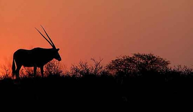 Atemberaubende Safari-Erlebnisse und unvergessliche Eindrücke in Südafrika