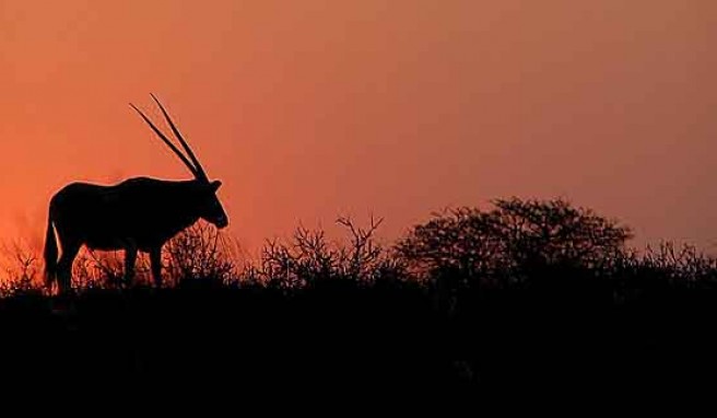 Atemberaubende Safari-Erlebnisse und unvergessliche Eindrücke in Südafrika##Foto: Flickr.com, Alistair Pott Atemberaubende Safari-Erlebnisse und unvergessliche Eindrücke in Südafrika