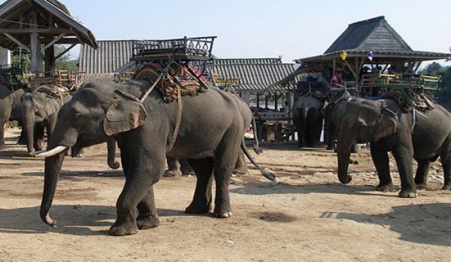 Elefantencamp in der Provinz Chiang Rai im Norden von Thailand