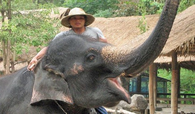Thailands bergiger Norden ist ideal für Elefanten-Trekking geeignet