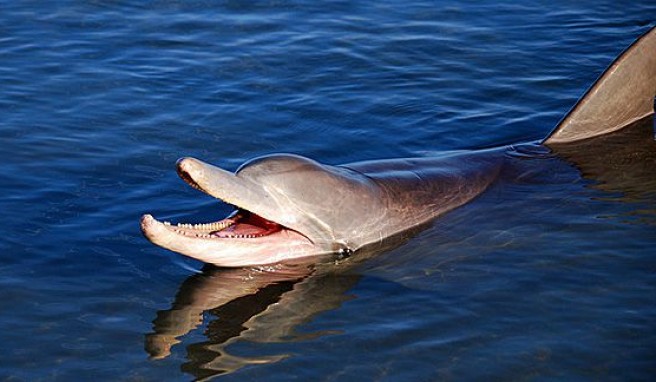 Delphine beobachten in der Shark Bay im Wetsen von Australien