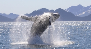 Buckelwal in Alaska - Wale in freier Natur zu sehen ist ein unvergessliches Erlebnis.##Foto: Anchorage Convention Wale in freier Natur zu sehen ist ein unvergessliches Erlebnis