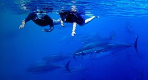 Spanien-Reise   Tauchen mit Thunfischen an der Costa Dorada