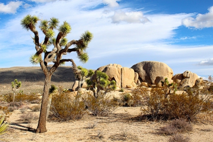 Im »Joshua Tree National Park« findet man immer ein schönes Motiv