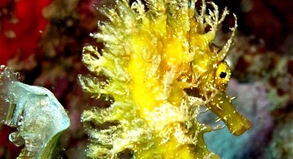 Lebendige Unterwasserwelt - Auch Seepferdchen können Taucher vor Mallorca begegnen.