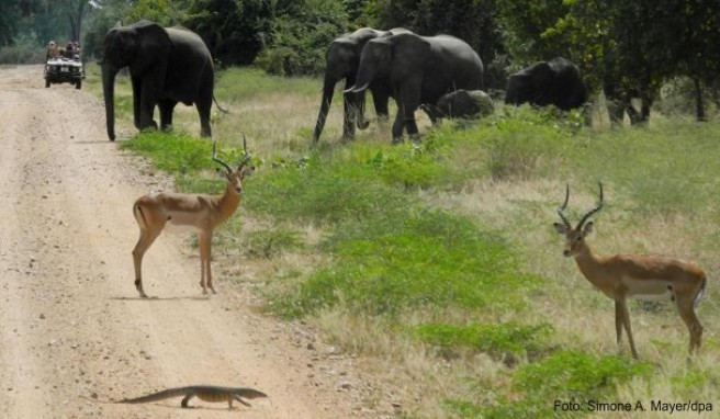 Elefanten, Antilopen und Echsen: Sambia lockt vor allem mit seinen Wildtieren