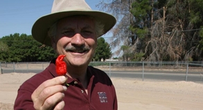 Hatch ist die Hauptstadt der Chilis Scharfe Schote