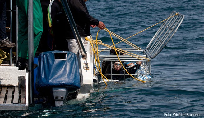 Ein bedrohter Unterwasserriese ist bei Gans Baai ein besonders begehrtes Fotoobjekt: der Weiße Hai.