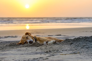 Der Vierbeiner kann sich im Urlaub am Strand erholen oder eine Massage im Hotel genießen