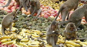 REISE & PREISE weitere Infos zu Affen in Thailand: Touristenmagnete oder Plagegeister?