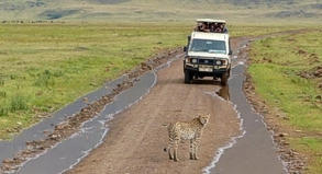 Safaritouren in Ostafrika wie hier in Tansania sind bei Urlaubern beliebt - die Angst vor Ebola könnte das Interesse etwas einknicken lassen