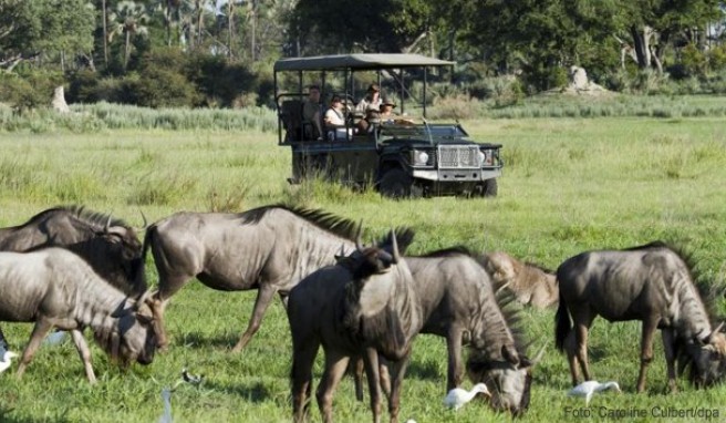 Im Himmelbett am Wasserloch Beeindruckende Luxussafaris in der Savanne