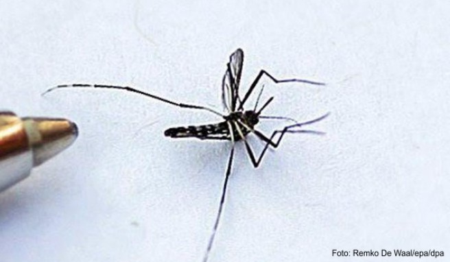 Die Asiatische Tigermücke ist Überträger des Denguefiebers