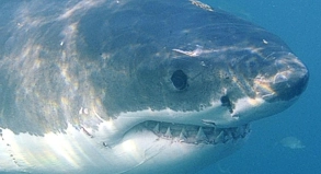 Schwimmer müssen im Meer ihre Umgebung im Auge behalten - nur so können sie auf einen neugierigen Hai frühzeitig reagieren