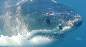 Schwimmer müssen im Meer ihre Umgebung im Auge behalten - nur so können sie auf einen neugierigen Hai frühzeitig reagieren##Foto: Helmut Fohringer Schwimmer müssen im Meer ihre Umgebung im Auge behalten - nur so können sie auf einen neugierigen Hai frühzeitig reagieren