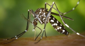 Rasante Ausbreitung bis nach Europa Dengue-Fieber