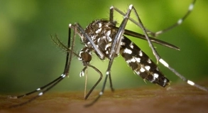 Überträger der Dengue-Fiebers: die asiatische Tigermücke.