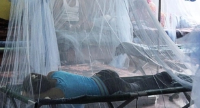 Fälle von Dengue-Fieber tauchen nicht mehr nur im ärmeren Regionen wie Honduras (im Bild) auf. Auch Industrienationen melden Infektionen##Foto: Gustavo Amador Fälle von Dengue-Fieber tauchen nicht mehr nur im ärmeren Regionen wie Honduras (im Bild) auf. Auch Industrienationen melden Infektionen