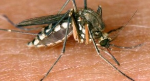 Die sogenannte Tigermücke überträgt den Dengue-Virus.