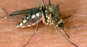 DENGUE FIEBER Brasilien ruft Notstand aus