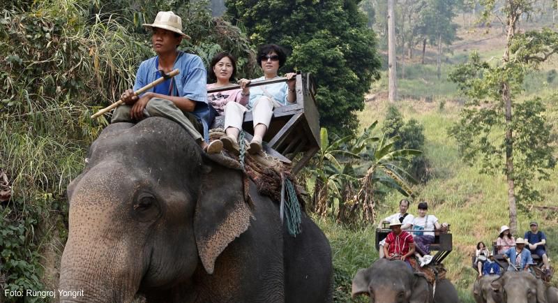Es gibt nur noch wenige wilde Elefanten. Viele werden für den Tourismus abgerichtet