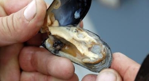 Wer gerne Muscheln und Schalentiere isst, sollte sich impfen lassen.##Foto: dpa Wer gerne Muscheln und Schalentiere isst, sollte sich impfen lassen.