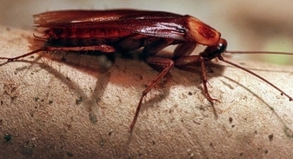 Kakerlake im Hotelzimmer In s&uuml;dlichen L&auml;ndern kein Reisemangel