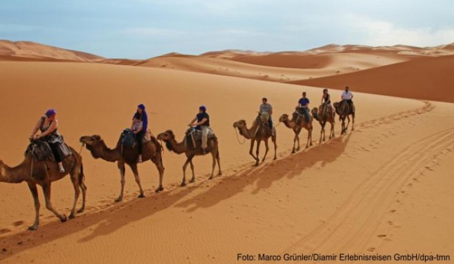 Mit dem Kamel durch die Wüste: Der Wunsch nach exotischen Reisezielen nimmt zu