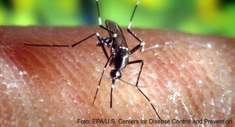 Malaria wird durch eine Steckmücke auf den Menschen übertragen
