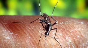Die Stechmücke »Anopheles quadrimaculatus« kann durch einen Stich Malaria übertragen.