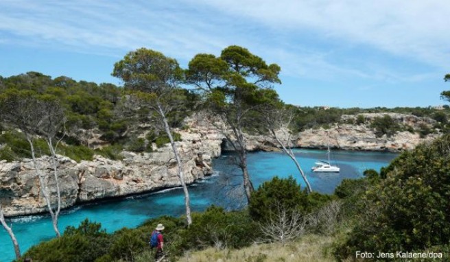 So schön die Pflanzen in der Bucht Calo des Moro auf Mallorca auch sind - es ist nicht erlaubt, Exemplare davon nach Deutschland einzuführen.