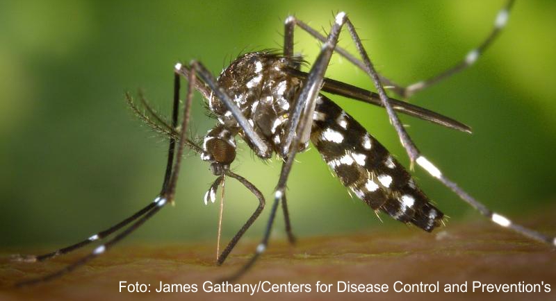 Gefährliches Raubtier: Vor allem die Asiatische Tigermücke (Aedes albopicts) breitet sich derzeit stark aus