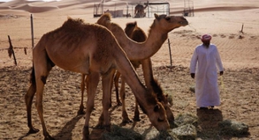 Viele Touristen im Oman besuchen die Beduinen in der Wüste. Das Land am Golf erlebt bei Urlaubern gerade einen Boom