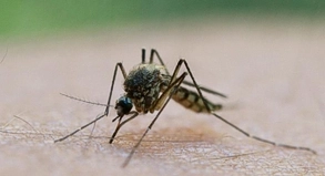 Gefährlicher Stich: Die meisten Malaria-Fälle treten binnen vier Monaten nach Rückkehr aus einem Risikogebiet auf. Symptome sind etwa Fieber, Gliederschmerzen und Schüttelfrost##Foto: Patrick Pleul Gefährlicher Stich: Die meisten Malaria-Fälle treten binnen vier Monaten nach Rückkehr aus einem Risikogebiet auf. Symptome sind etwa Fieber, Gliederschmerzen und Schüttelfrost