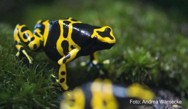 Im Aquarium im Zoo in Berlin sind gelbgebänderte Pfleilgiftfrösche keine Gefahr. Anders sieht das in einem Teil des kolumbianischen Regenwaldes aus##Foto: Andrea Warnecke Im Aquarium im Zoo in Berlin sind gelbgebänderte Pfleilgiftfrösche keine Gefahr. Anders sieht das in einem Teil des kolumbianischen Regenwaldes aus
