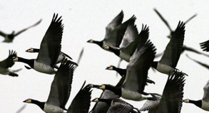 Vögel sind ein Risiko für Flugzeuge: Verspätet sich ein Flug wegen Vogelschlags, müssen Passagiere sich damit abfinden, meint der BGH