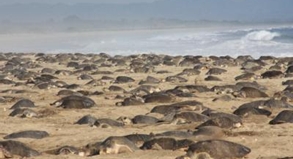 Schildkröten und Krokodile  Ökotourismus in Süd-Mexiko