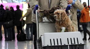 Wartende Passagiere am Airport Düsseldorf: Fluggäste sollten wegen des Streiks möglichst auf Handgepäck verzichten, um die Kontrollen zu beschleunigen.##Foto: Caroline Seidel Wartende Passagiere am Airport Düsseldorf: Fluggäste sollten wegen des Streiks möglichst auf Handgepäck verzichten, um die Kontrollen zu beschleunigen.