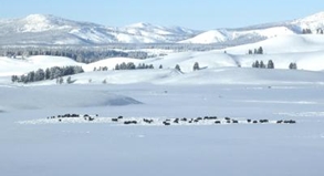 USA: Auf den Spuren der Bisons durch den Schnee