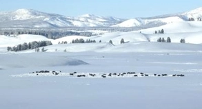 Auf den Spuren der Bisons im Schnee USA
