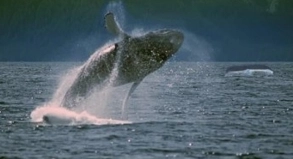 WHALE WATCHING Wale aus der N&auml;he betrachtet