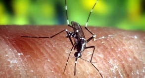 Wirkstoff dem Reiseziel anpassen Malaria-Vorbeugung