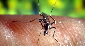 Die Anopheles-Mücke überträgt Malaria in vielen feucht-warmen Gebieten der Erde. Touristen können sich mit einer Prophylaxe oder einem Notfallmedikament gegen die Gefahr ausrüsten.
