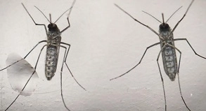 Die Mücke »Aedes aegypti« ist Überträger des Zika-Virus.