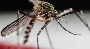 Das Zika-Virus steht im Verdacht, bei Babys Schädelfehlbildungen zu verursachen##Foto: Jeffrey Arguedas Das Zika-Virus steht im Verdacht, bei Babys Schädelfehlbildungen zu verursachen