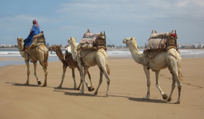 REISE & PREISE weitere Infos zu Essaouira, Marokko: Die Windstadt Afrikas