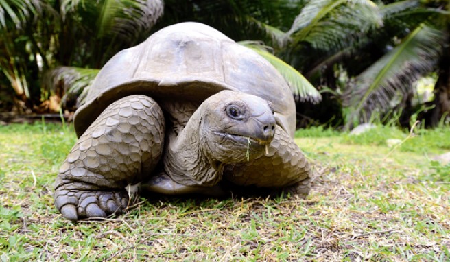 uf Bird Island leben jahrhundertealte Landschildkröten##Foto: Gideon Heede Auf Bird Island leben jahrhundertealte Landschildkröten
