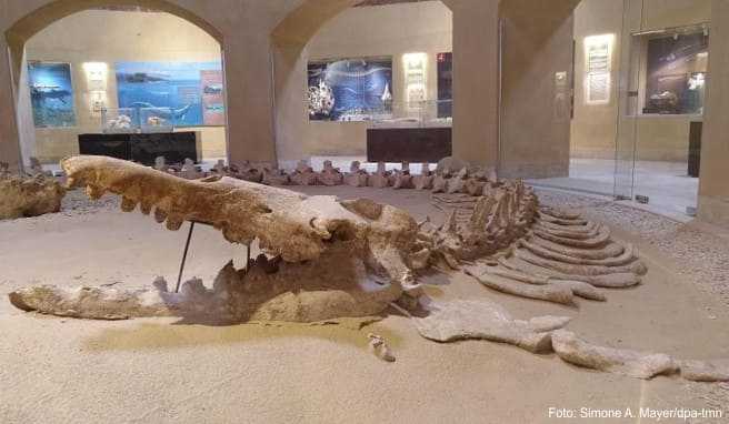 Im Museum von Wadi El-Hitan sind besondere Fossilien aus dem ehemaligen Meer zu sehen - etwa das laut Museumsangaben größte intakt gefundene Skelett eines Basilosaurus isis. Der Ur-Wal ist ausgestorben